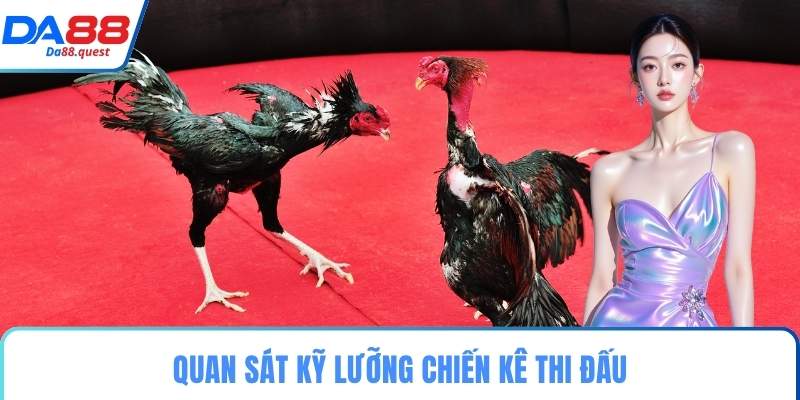 Quan sát kỹ lưỡng chiến kê thi đấu