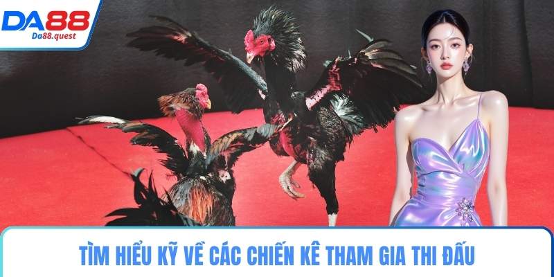 Tìm hiểu kỹ về các chiến kê tham gia thi đấu