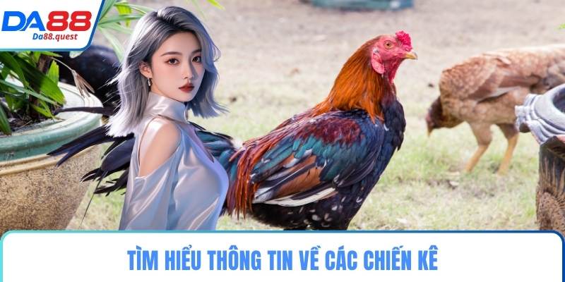 Tìm hiểu thông tin về các chiến kê