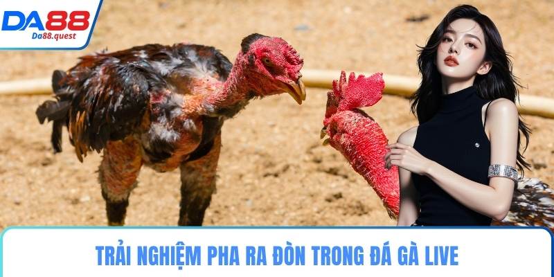 Trải nghiệm pha ra đòn trong đá gà live